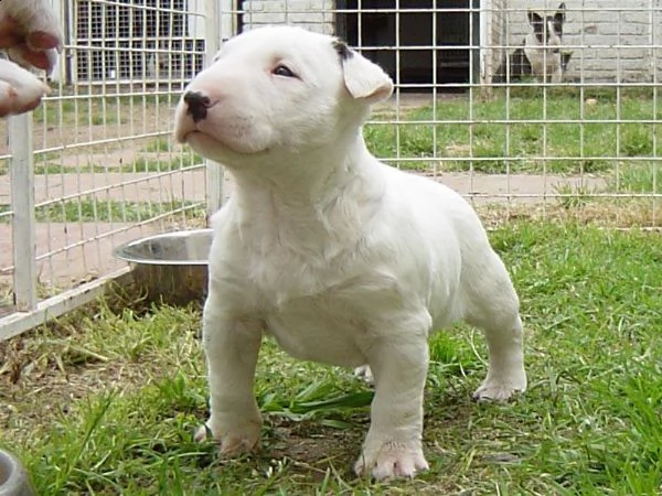  adorabili cuccioli di bull terrier femminucce e maschietti disponibili