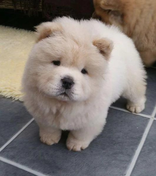 adorabili cuccioli di chow chow femminucce e maschietti disponibili