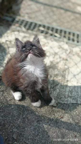 Cuccioli di Maine coon