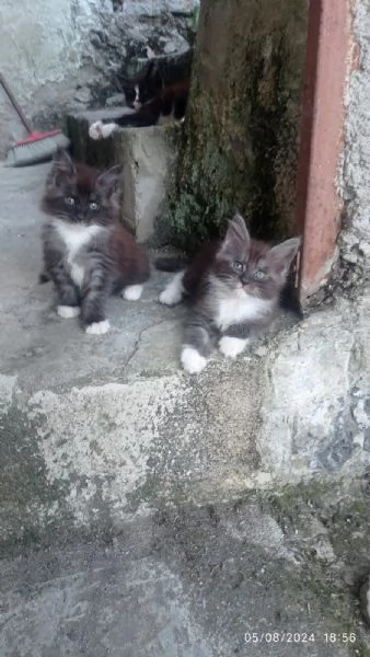 Cuccioli di Maine coon | Foto 1