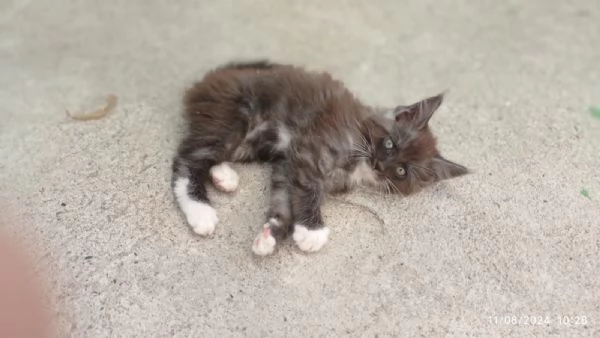 Cuccioli di Maine coon | Foto 0