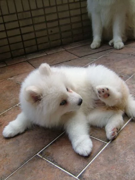 cucciolata di samoiedo | Foto 0