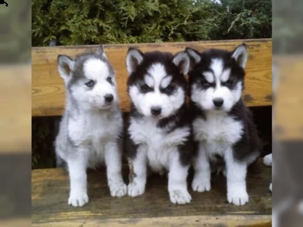 siberian husky cuccioli sono pronti ad uscire 