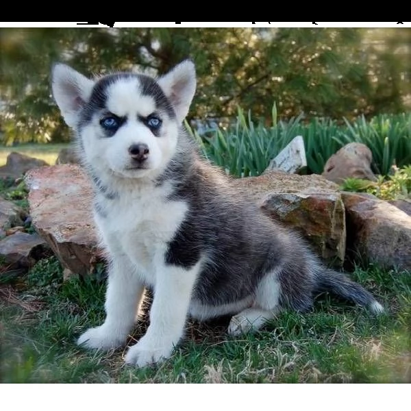 siberian husky cuccioli sono pronti ad uscire  | Foto 1