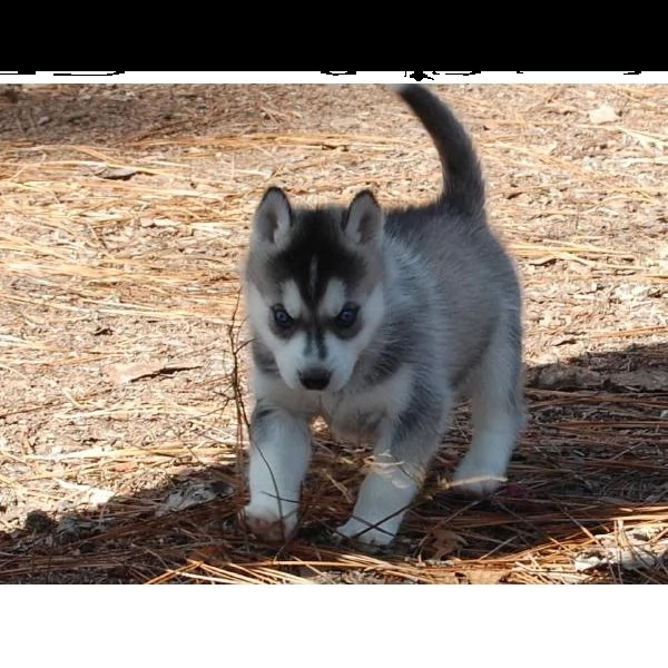 siberian husky cuccioli sono pronti ad uscire  | Foto 0