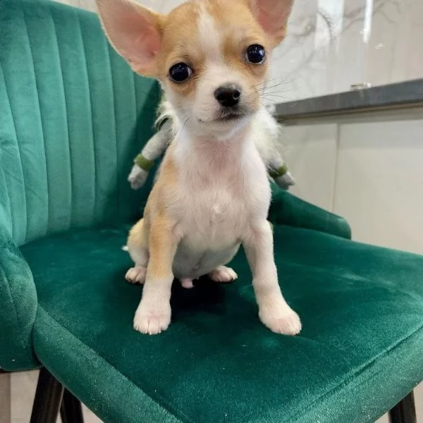   regalo chihuahua cuccioli meravigliosi ! 