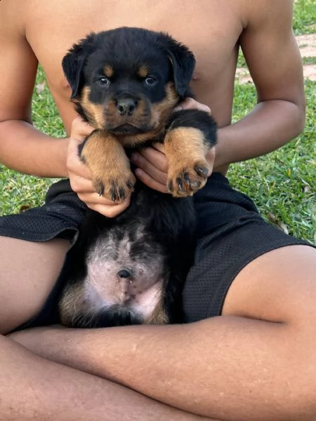  cuccioli di rottweiler super adorabili