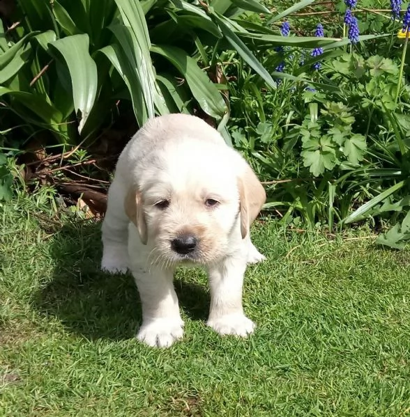  cuccioli di golden retriever pronti ad andare nelle loro case per sempre e-mail  (marieiris783[at]gmai