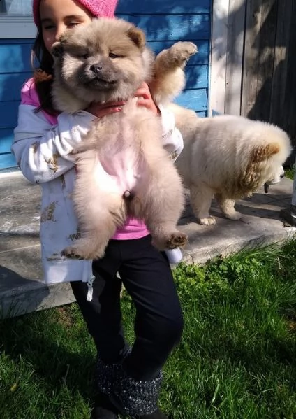 chow chow cuccioli per l'adozione