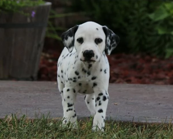  regarlo dalmata cuccioli bellissima cucciolata cerca nuova famiglia, 4 maschi e 3 femmina, 60 gg, t