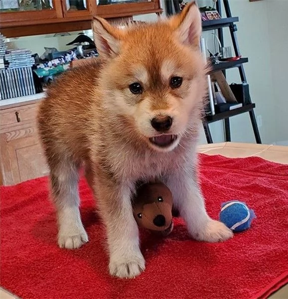 cucciolo di cane lupo cecoslovacco