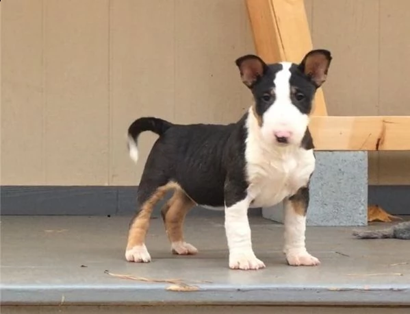 cuccioli bull terrier maschi femmine