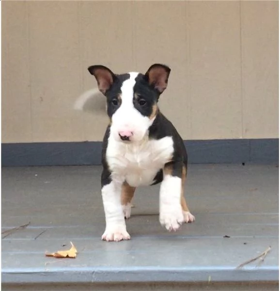 cuccioli bull terrier maschi femmine | Foto 2