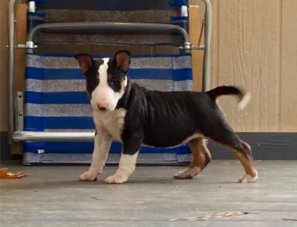 cuccioli bull terrier maschi femmine | Foto 1