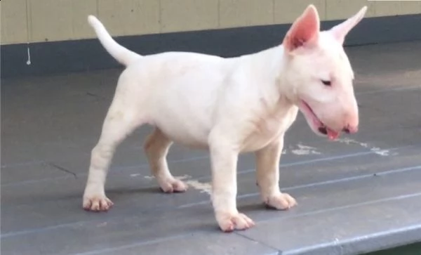 cuccioli bull terrier maschi femmine | Foto 0