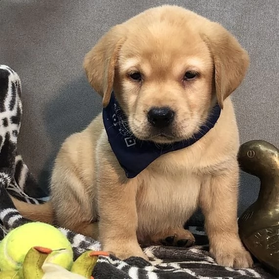 simpatici cuccioli di labrador retriever in adozione | Foto 1