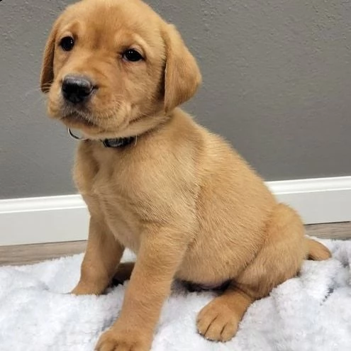 simpatici cuccioli di labrador retriever in adozione | Foto 0