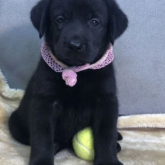 simpatici cuccioli di labrador retriever in adozione