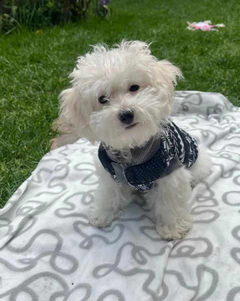 regalo bichon cuccioli meravigliosi ! 