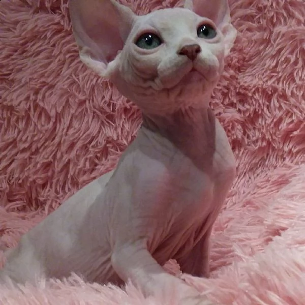 disponibili 6 gattini sphynx | Foto 0