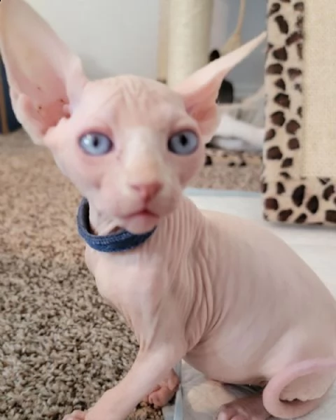 gattini canadian sphynx ( gatto nudo)