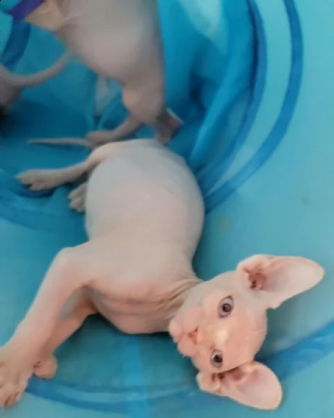 cucccioli di canadian sphynx