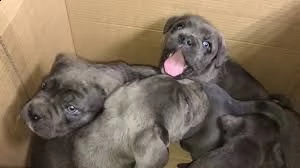 cuccioli giocosi di cane corso disponibili ora