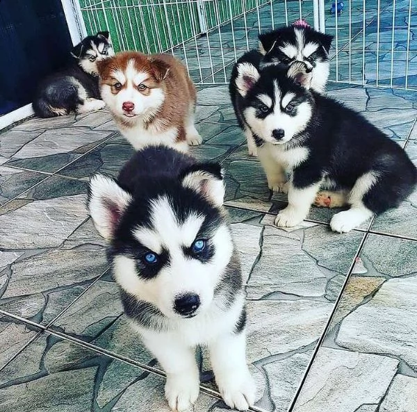 bellissimi cuccioli di husky siberiano.