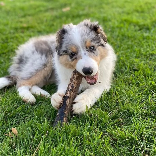 regalo adorabili cuccioli pastore australiano femminucce e maschietti