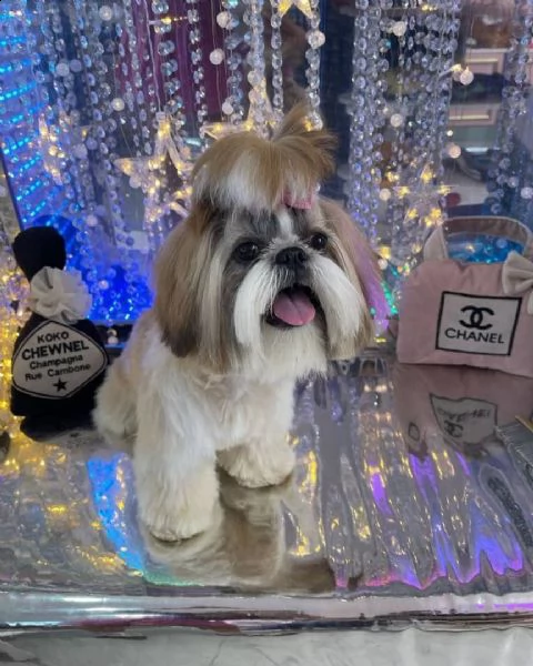 regalo bellissimi cuccioli allevati shih-tzu, colore bianco e nero.