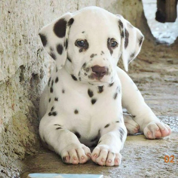  regalo dalmata cuccioli