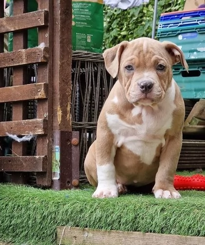 regarlo american cuccioli bellissima cucciolata cerca nuova famiglia, 4 maschi e 3 femmina, 60 gg, t