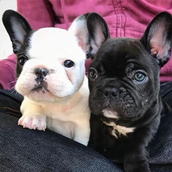 cuccioli di bulldog francese intelligenti