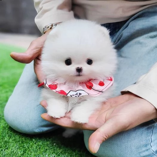 cuccioli di spitz / volpino di pomerania bianchi