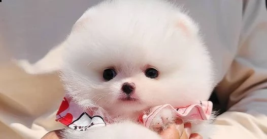 cuccioli di spitz / volpino di pomerania bianchi | Foto 0