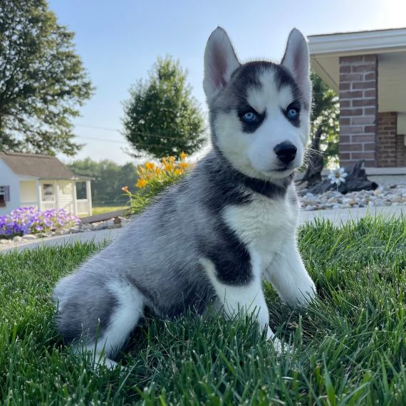  husky siberiano cuccioli per l'adozione bellissima cucciolata cerca nuova famiglia, 4 maschi e 3 fe