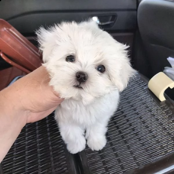   regalo maltese cuccioli meravigliosi ! 