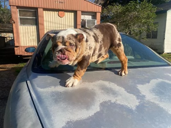 cuccioli inglese bulldog disponibili per adozione