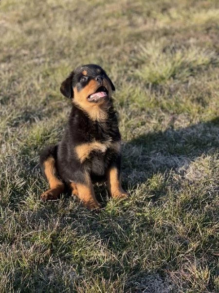  cuccioli di rottweiler tedesco americano e-mail  (marieiris783[at]gmail[.com]) grazi