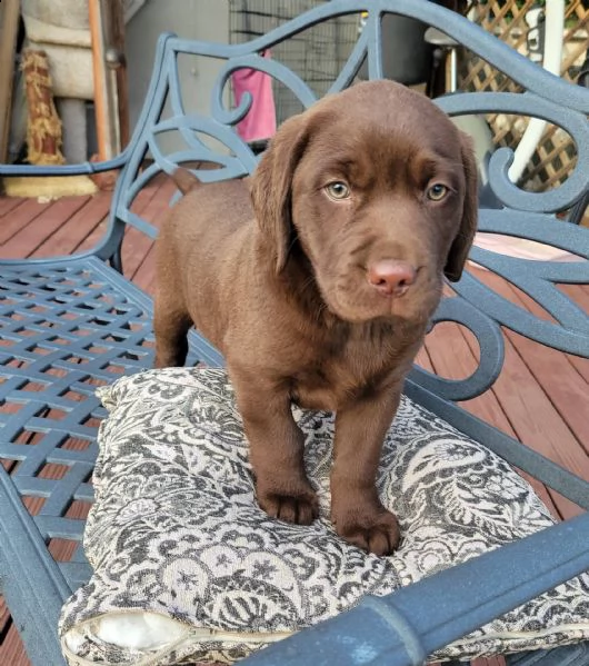  cuccioli di labrador akc  sono compagni perfetti!!! porta a casa il tuo cucciolo oggi!!! i labrador