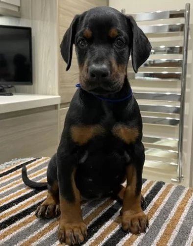 cuccioli di dobermann