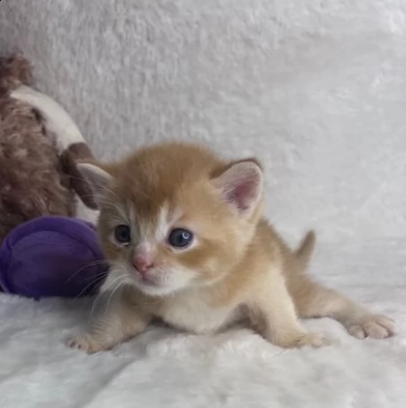 adorabile e affettuoso gattini munchkin