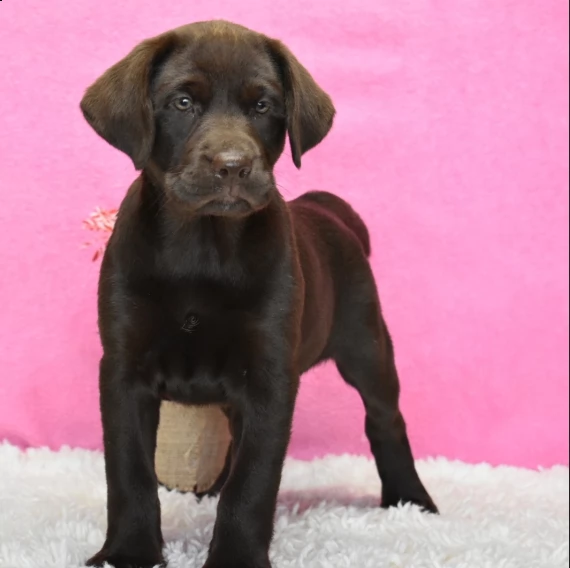 regarlo labrador retriever cuccioli