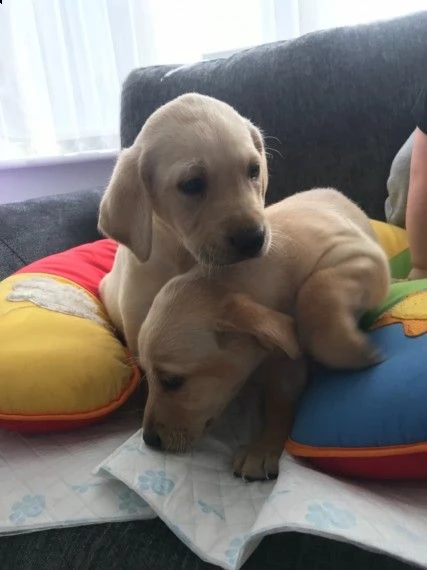 cuccioli di akc white lab i nostri cuccioli inglesi akc white labrador retriever sono immediatamente