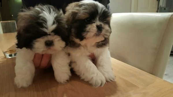 cuccioli shih tzu perfetti tutti i cuccioli sono controllati dal veterinario e tutti aggiornati su c