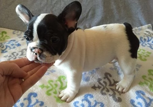 cuccioli di akc frenchie girl da traslocare, prezzo da vendere! - la tua scelta di quattro preziosi 