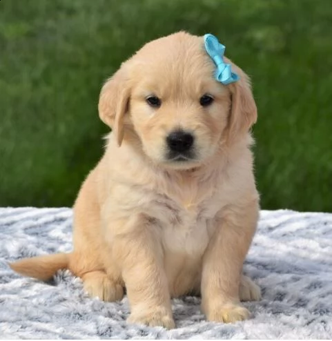 belle cuccioli di golden retriever