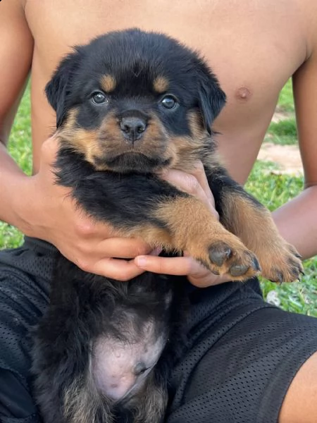 akc cuccioli di rottweiler tedesco, rottweiler vendo cuccioli di rottweiler maschi e femmine. hanno 