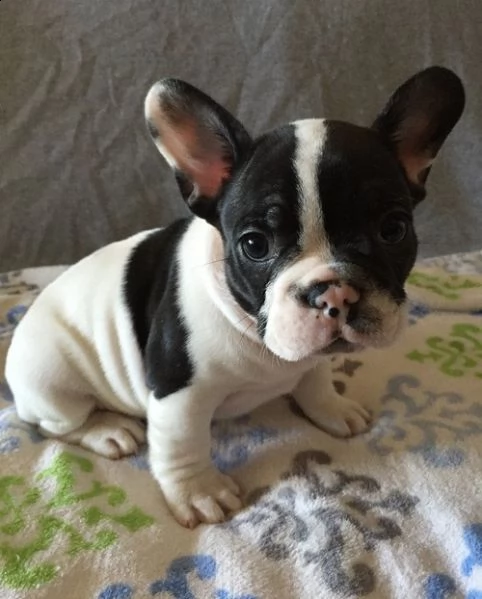  disponibile bulldog francese  cuccioli di bulldog francese con dna per sostenerlo sono disponibili 