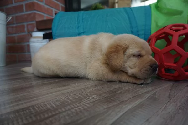 cuccioli di akc white lab i nostri cuccioli inglesi akc white labrador retriever sono immediatamente